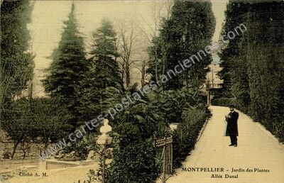 Carte postale ancienne Jardin des Plantes, Allée Dunal — Montpellier (Hérault)