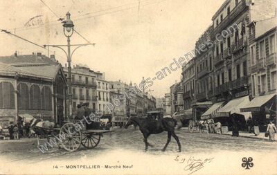 Carte postale ancienne Marché Neuf — Montpellier (Hérault)