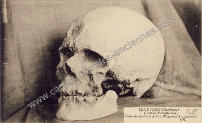 Carte postale ancienne Crâne du vieillard de Cro-Magnon (Aurignacien) — Les Eyzies-de-Tayac-Sireuil (Dordogne)