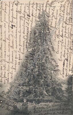 Carte postale ancienne Le plus grand sapin du pays — Maîche (Doubs)
