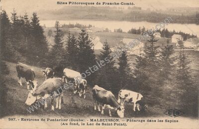 Carte postale ancienne Pâturage dans les Sapins. (Au fond, le Lac de Saint-Point) — Malbuisson (Doubs)