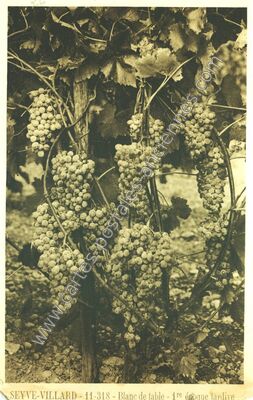 Carte postale ancienne Blanc de table - 1re époque tardive — Saint-Vallier (Drôme)
