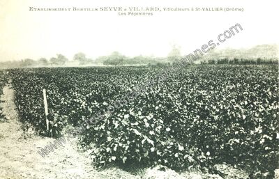 Carte postale ancienne Les Pépinières — Saint-Vallier (Drôme)