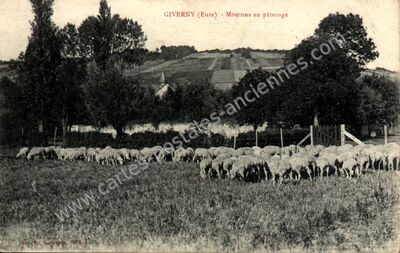 Carte postale ancienne Moutons au pâturage — Giverny (Eure)