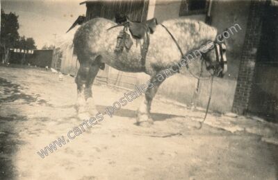 Carte postale ancienne Cheval Percheron — Non Localisée (Eure-et-Loir)