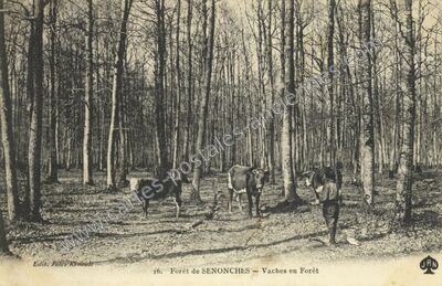 Carte postale ancienne Forêt de SENONCHES - Vaches en Forêt — Senonches (Eure-et-Loir)