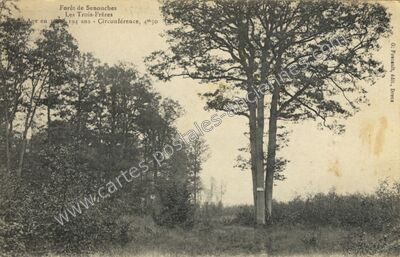 Carte postale ancienne Forêt de Senonches, Les Trois-Frères — Senonches (Eure-et-Loir)