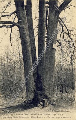 Carte postale ancienne Forêt de CHATEAUNEUF-en-THIMERAIS Les quatre frères Bigeonnette - Chêne Rouvre — Châteauneuf-en-Thymerais (Eure-et-Loir)