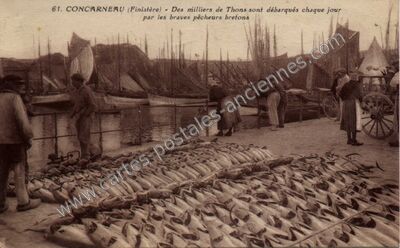 Carte postale ancienne Des milliers de Thons sont débarqués chaque jour par les braves pêcheurs bretons — Concarneau (Finistère)
