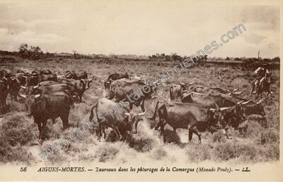 Carte postale ancienne Taureaux dans les pâturages de la Camargue (Manade Pouly) — Aigues-Mortes (Gard)