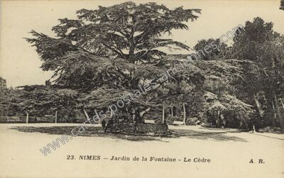 Carte postale ancienne Jardin de la Fontaine - Le Cèdre — Nîmes (Gard)