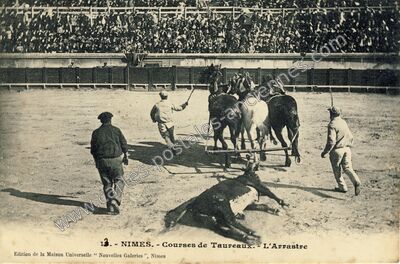 Carte postale ancienne Courses de Taureaux.- L'Arrastre — Nîmes (Gard)