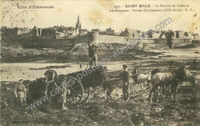 Carte postale ancienne La Récolte du Goëmon. Les Remparts - Parties Occidentales (XIIIe siècle) — Saint-Malo (Ille-et-Vilaine)