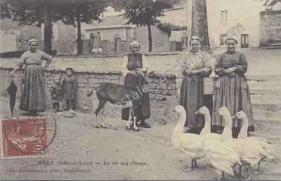 Carte postale ancienne La vie aux champs — Rilly-sur-Vienne (Indre-et-Loire)