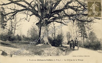 Carte postale ancienne Forêt de Château-la-Vallière — Le Chêne de la Vierge — Château-la-Vallière (Indre-et-Loire)