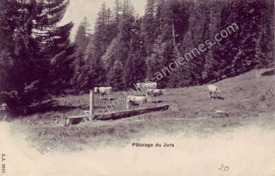 Carte postale ancienne Paturage du Jura — Non Localisée (Jura)
