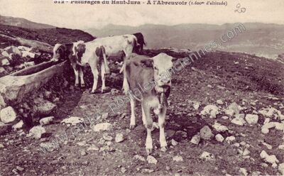 Carte postale ancienne Paturages du Haut Jura — Non Localisée (Jura)