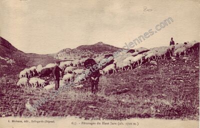 Carte postale ancienne Paturages du Haut Jura — Non Localisée (Jura)