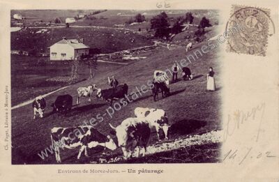 Carte postale ancienne Un pâturage — Morez (Jura)