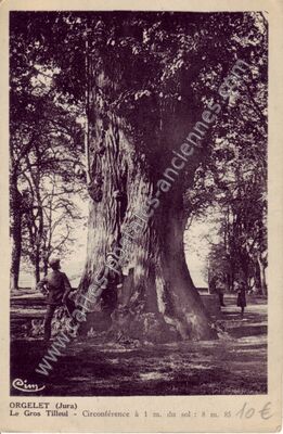 Carte postale ancienne Le Gros Tilleul — Orgelet (Jura)
