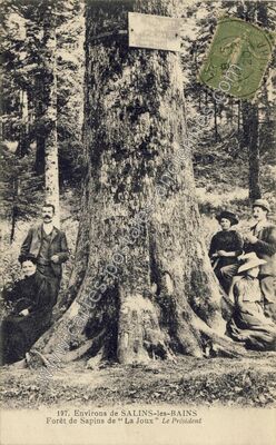 Carte postale ancienne Foret de la Joux — Supt (Jura)