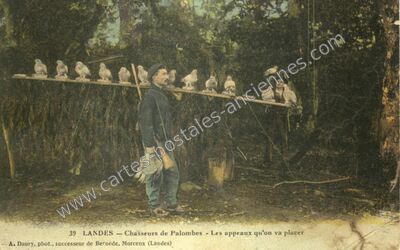 Carte postale ancienne Chasseurs de Palombes — Non Localisée (Landes)