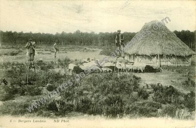 Carte postale ancienne Bergers Landais — Non Localisée (Landes)