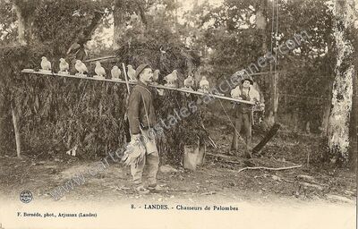 Carte postale ancienne Chasseurs de Palombes — Non Localisée (Landes)
