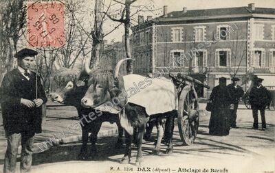 Carte postale ancienne Àttelage de Bœufs — Dax (Landes)