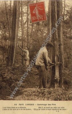 Carte postale ancienne Au Pays Landais — Non Localisée (Landes)