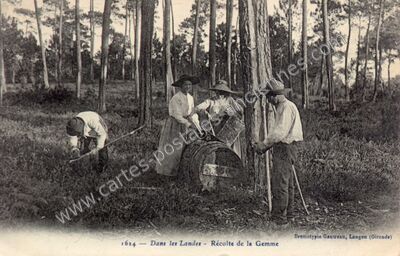 Carte postale ancienne Gemmeur — Non Localisée (Landes)