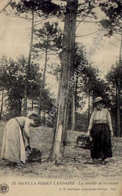 Carte postale ancienne Resiniere — Non Localisée (Landes)