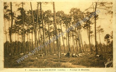 Carte postale ancienne Passage de Moutons — Labouheyre (Landes)
