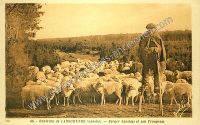 Carte postale ancienne Berger Landais et son Troupeau — Labouheyre (Landes)