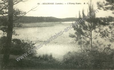 Carte postale ancienne L'Etang Blanc — Seignosse (Landes)