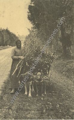 Carte postale ancienne En Sologne — Non Localisée (Loir-et-Cher)