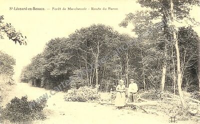 Carte postale ancienne Forêt de Marchenoir - Route du Baron — Saint-Léonard-en-Beauce (Loir-et-Cher)