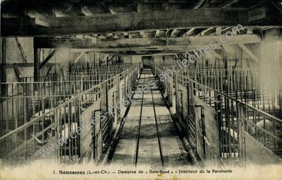 Carte postale ancienne Bois Rose — Souesmes (Loir-et-Cher)