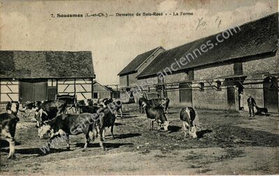 Carte postale ancienne Bois Rose — Souesmes (Loir-et-Cher)