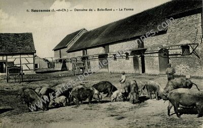 Carte postale ancienne Bois Rose — Souesmes (Loir-et-Cher)