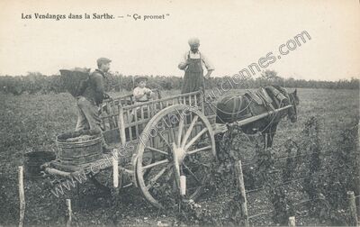 Carte postale ancienne Vendanges Sarthoise — Non Localisée (Sarthe)