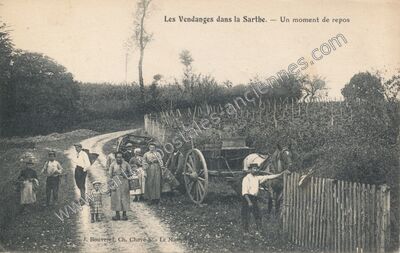 Carte postale ancienne Vendanges Sarthoise — Non Localisée (Sarthe)