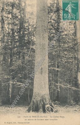 Carte postale ancienne Jupilles