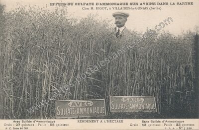 Carte postale ancienne Effets du sulfate d'ammoniaque sur avoine — Villaines-la-Gonais (Sarthe)