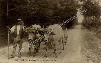 Carte postale ancienne Attelage de bœufs dans la forêt — Matour (Saône-et-Loire)
