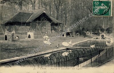 Carte postale ancienne Parc de la Télé-d'Or - Les Cygnes — Lyon (Rhône)
