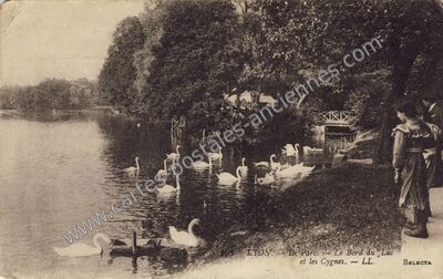 Carte postale ancienne Le Parc. - Le Bord du Lac et les Cygnes — Lyon (Rhône)