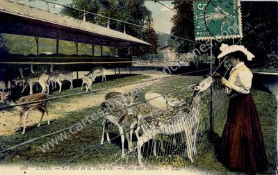 Carte postale ancienne Le Parc de la Tête d'Or. Parc aux Daims — Lyon (Rhône)