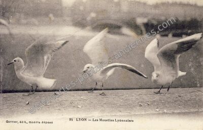 Carte postale ancienne Les Mouettes Lyonnaises — Lyon (Rhône)