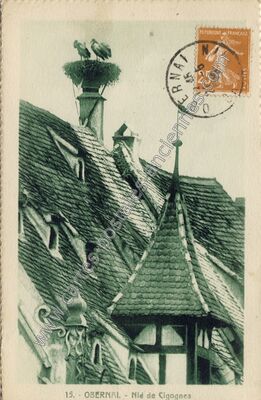 Carte postale ancienne Nid de Cigognes — Obernai (Bas-Rhin)